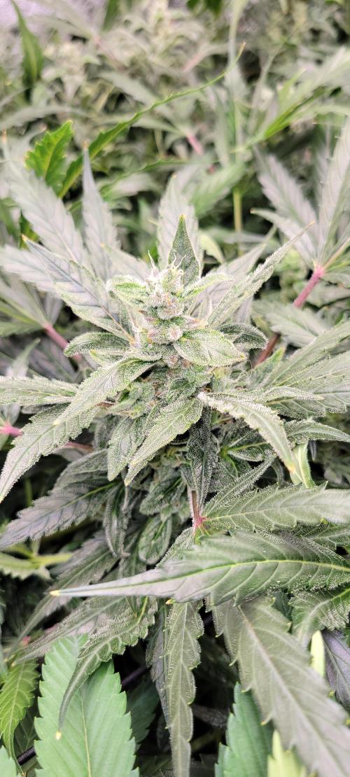Critical and northern lights. Week 2