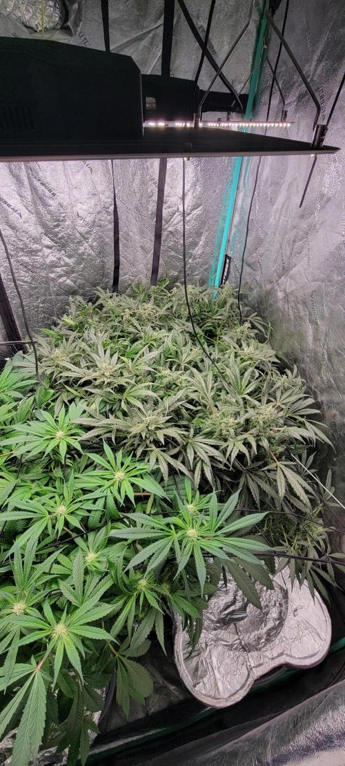 Critical and northern lights. Week 2