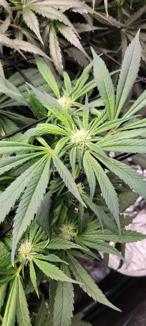 Critical and northern lights. Week 2