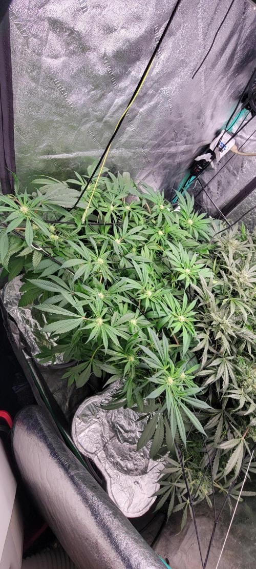 Critical and northern lights. Week 2