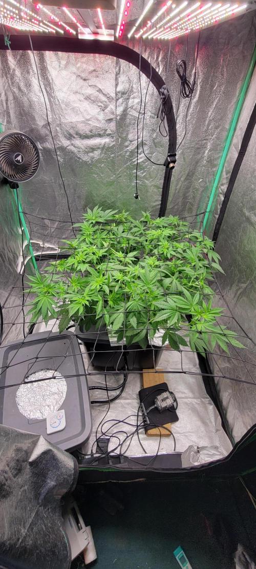 Tent 3. Week 1