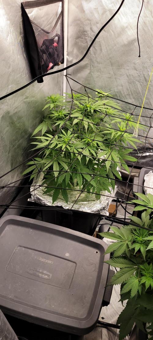 Tent 3. Week 1