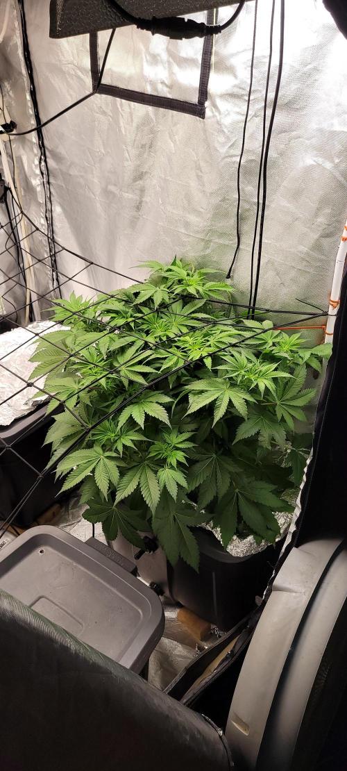 Tent 3. Week 1