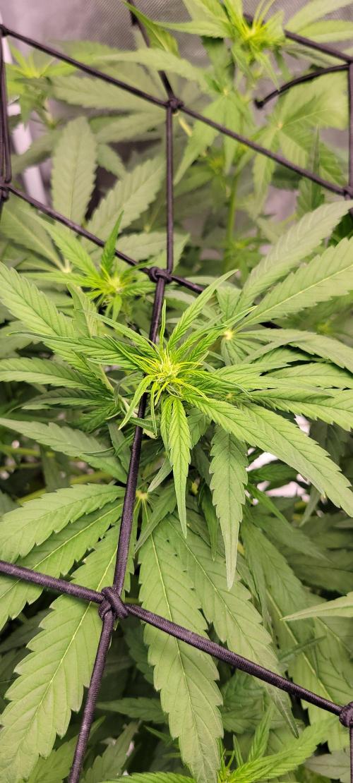 Tent 3. Week 1