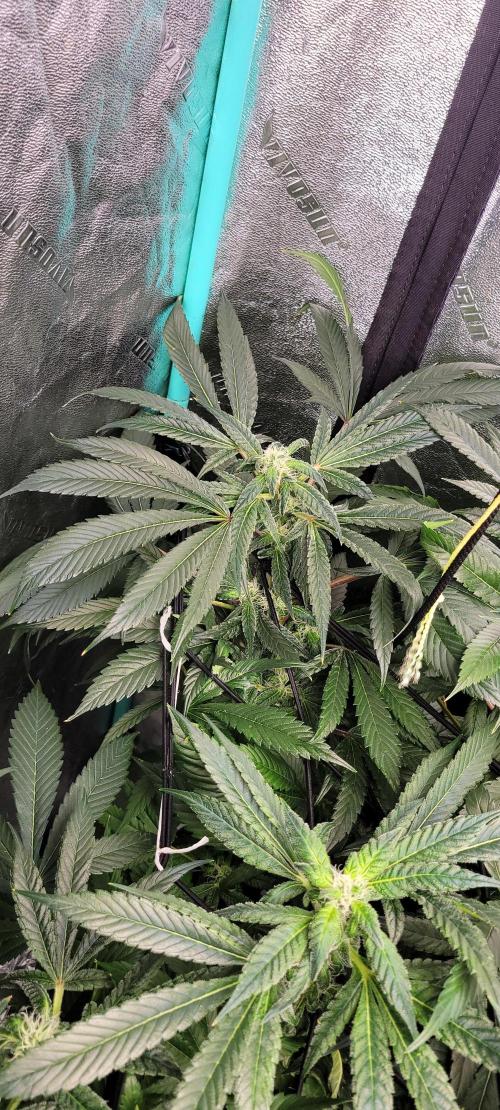 Critical and northern lights. Week 9