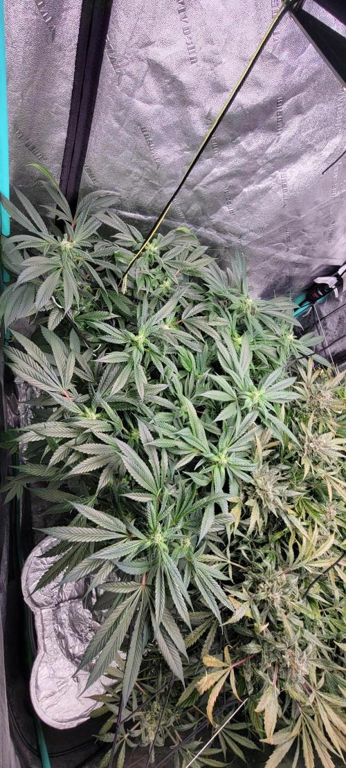Critical and northern lights. Week 9