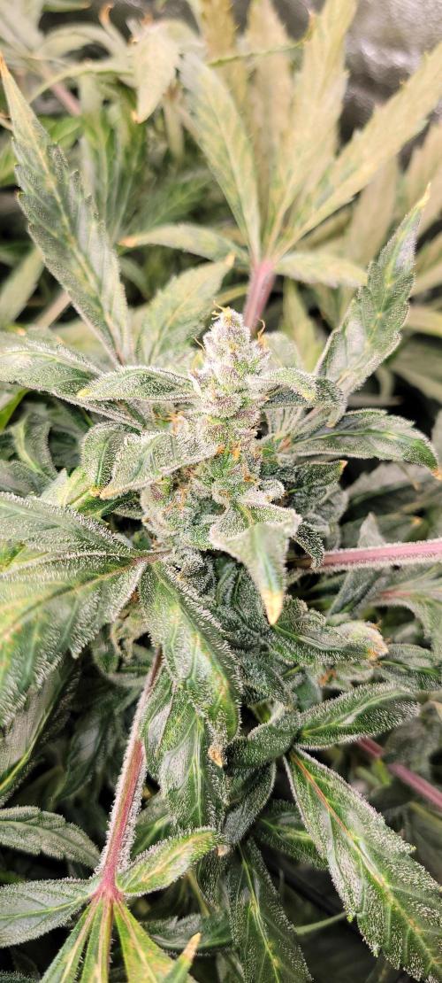 Critical and northern lights. Week 9