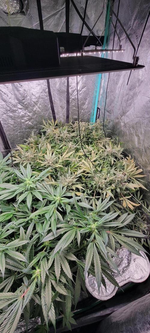 Critical and northern lights. Week 9