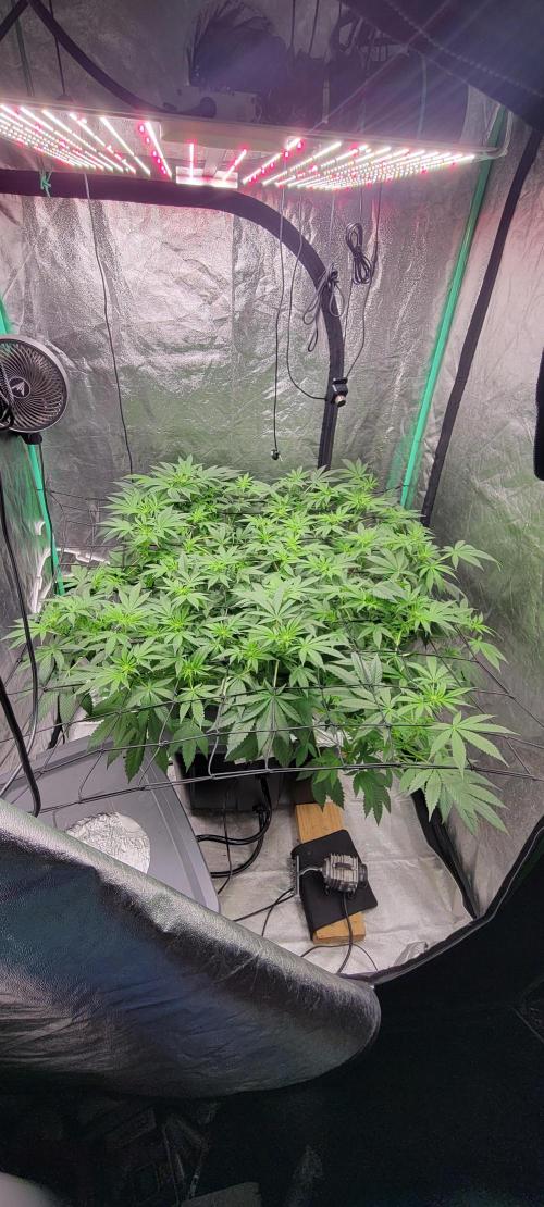 Tent 3. Week 6 - Dosi x strawberry 