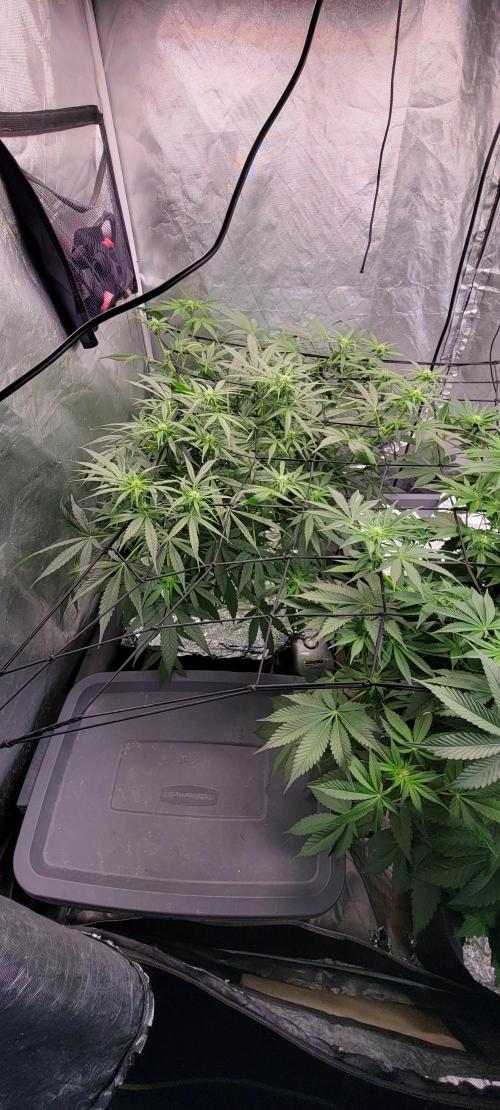 Tent 3. Week 6 - Cookies gelato 