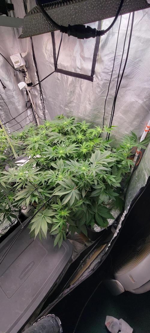 Tent 3. Week 6 - Sunset sherbet 