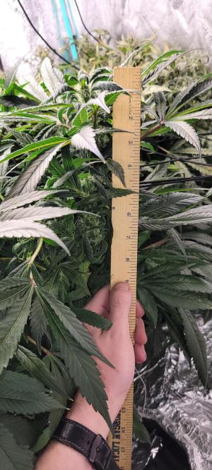 Comment by Stonerandgrower photo #1