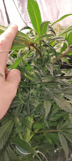 Comment by Stonerandgrower photo #2