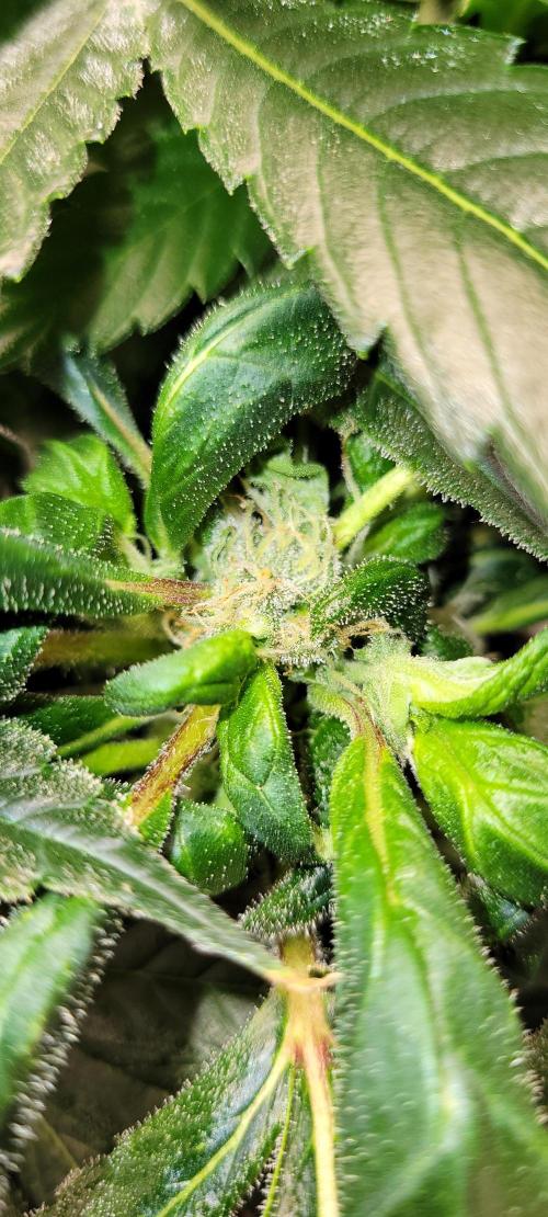 Critical and northern lights. Week 10