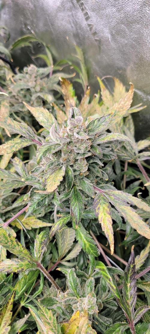 Critical and northern lights. Week 10
