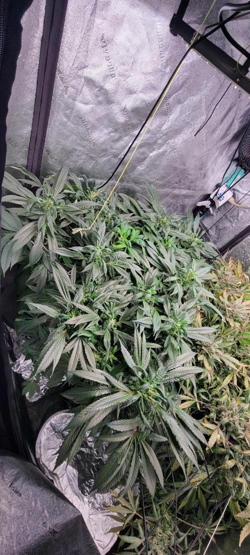 Critical and northern lights. Week 10