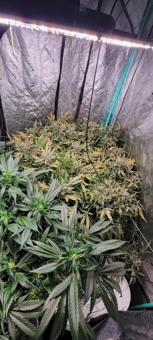 Critical and northern lights. Week 10