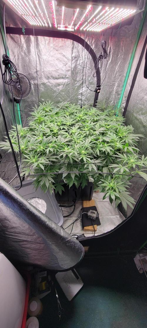 Tent 3. Week 7
