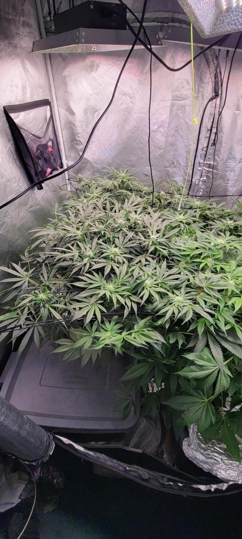 Tent 3. Week 7