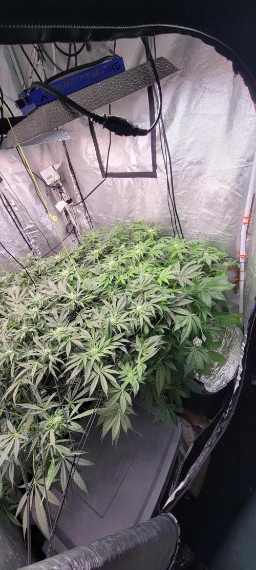 Tent 3. Week 7