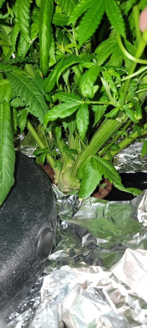 Critical and northern lights. Week 10 - Nl the main stem is 2 inches wide 