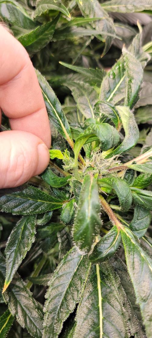 Critical and northern lights. Week 10