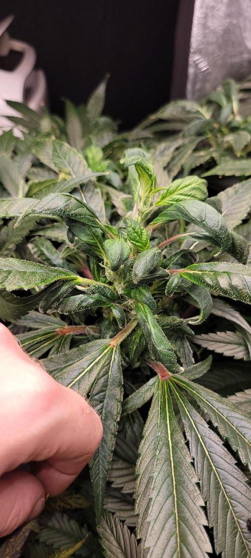 Critical and northern lights. Week 10