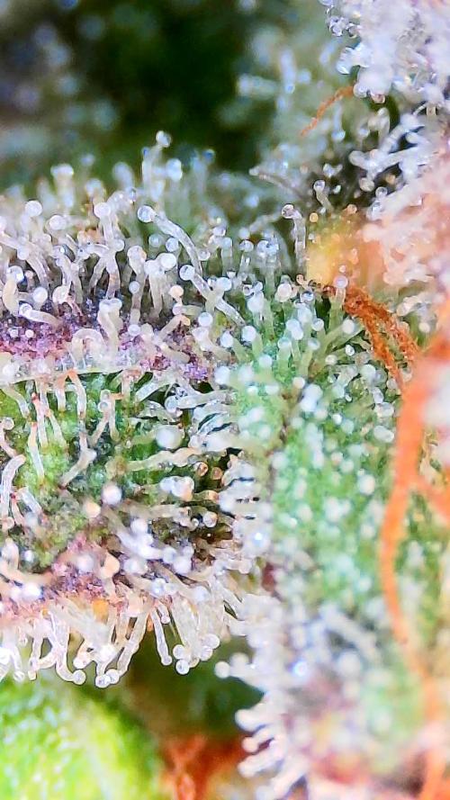 Critical and northern lights. Week 10