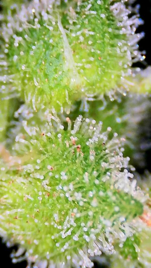 Critical and northern lights. Week 10