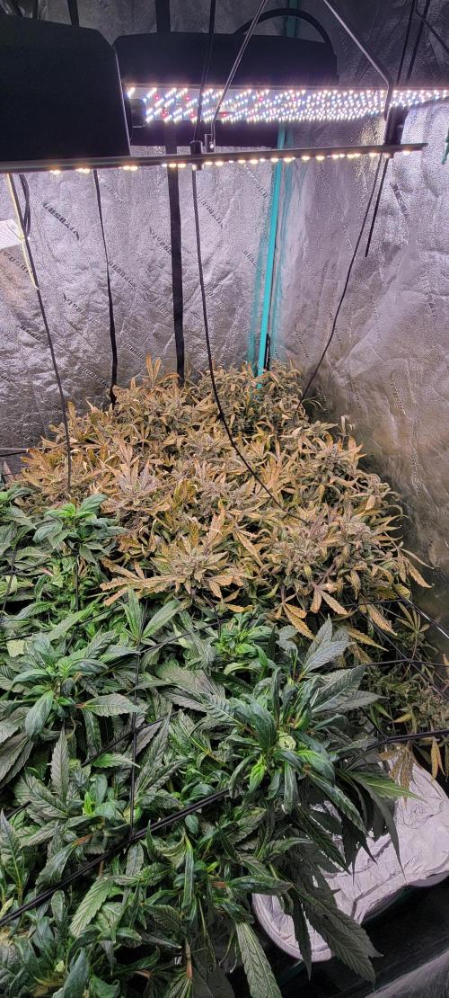 Critical and northern lights. Week 11