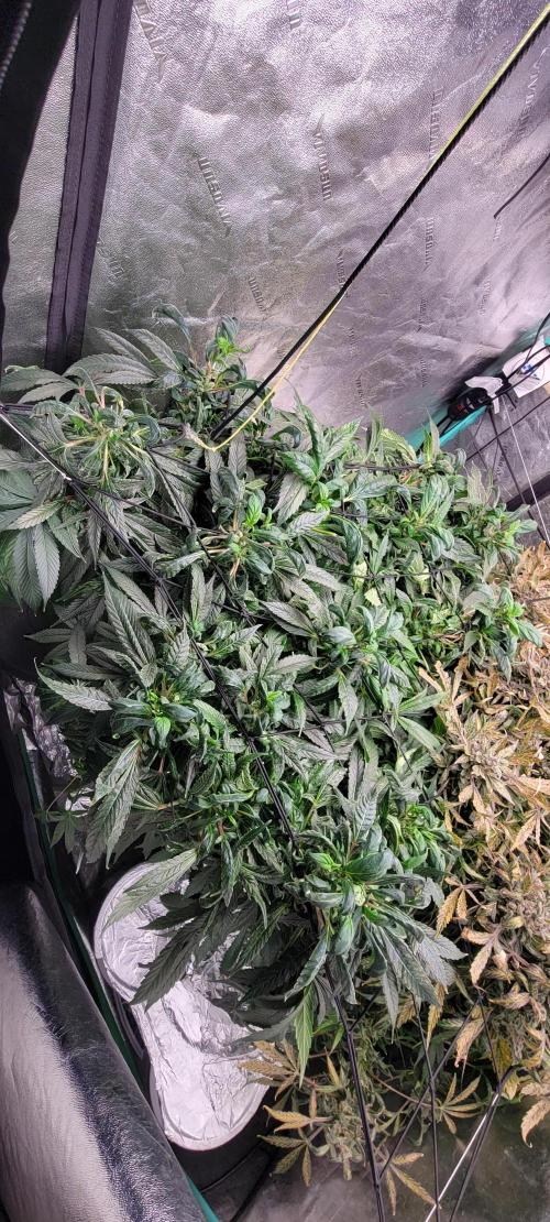 Critical and northern lights. Week 11