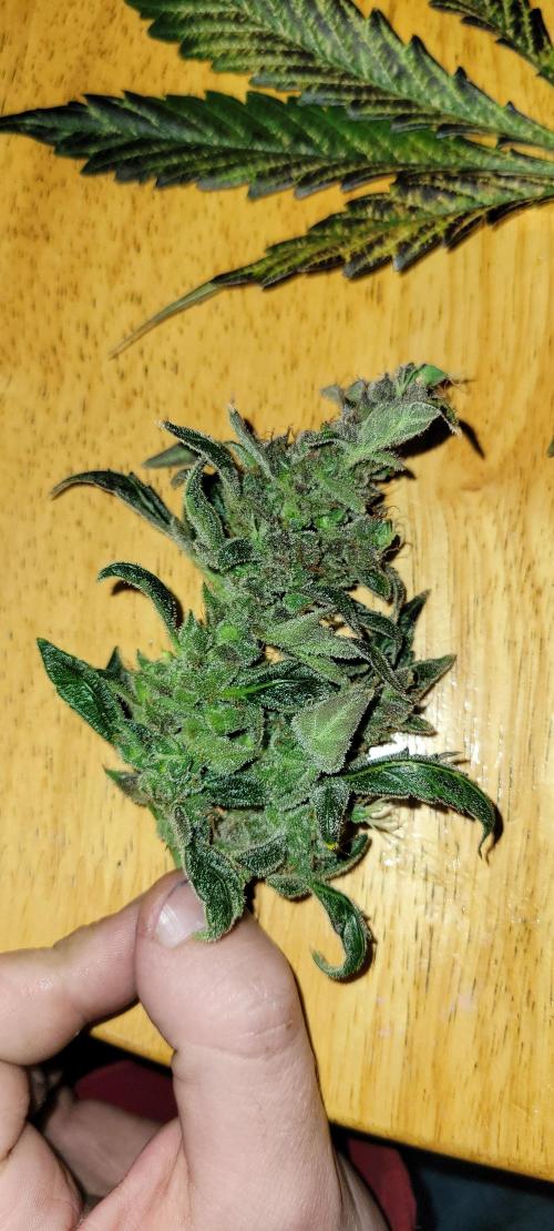 Critical and northern lights. Week 11