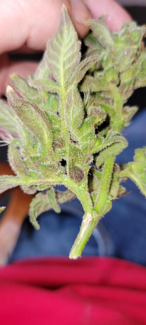 Critical and northern lights. Week 11
