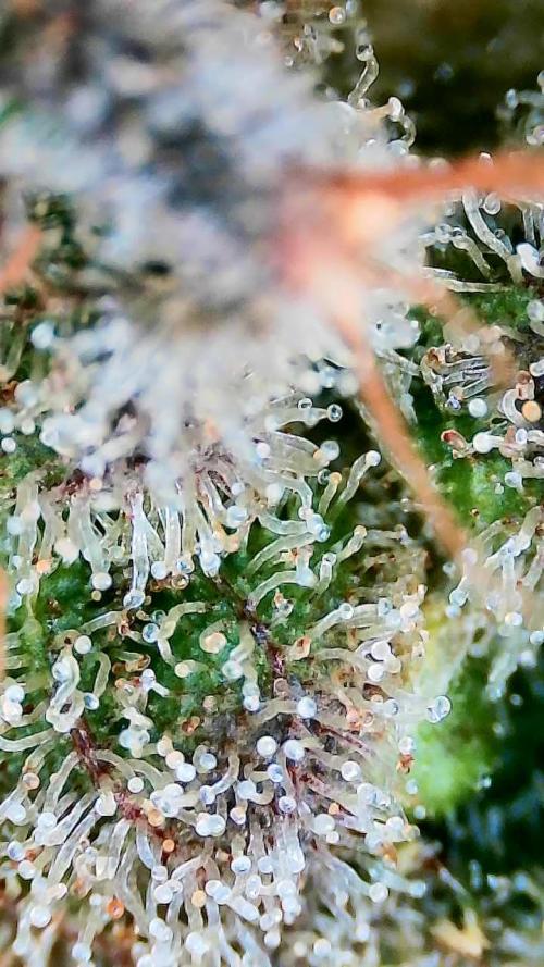 Critical and northern lights. Week 11