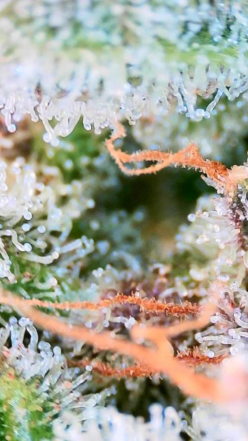Critical and northern lights. Week 11