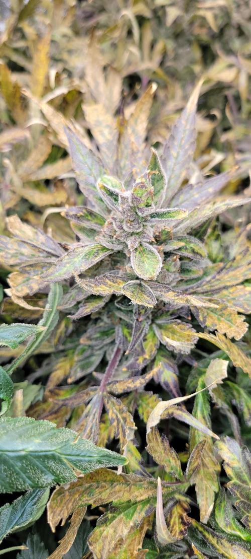 Critical and northern lights. Week 11