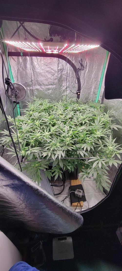 Tent 3. Week 8
