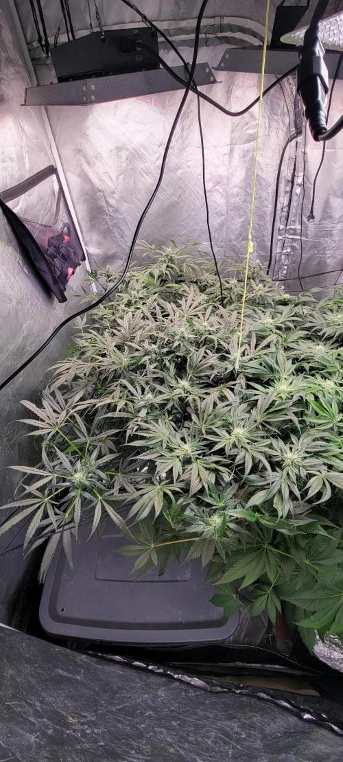Tent 3. Week 8