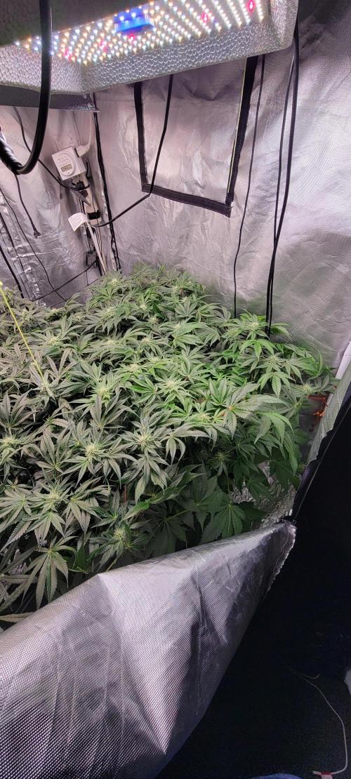 Tent 3. Week 8