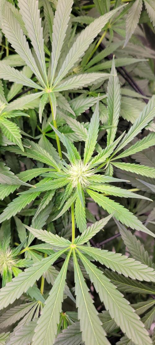 Tent 3. Week 8 - Dosi x strawberry 