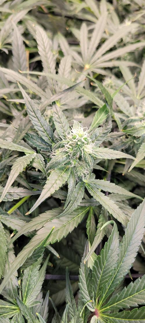 Tent 3. Week 8 - Cookies 