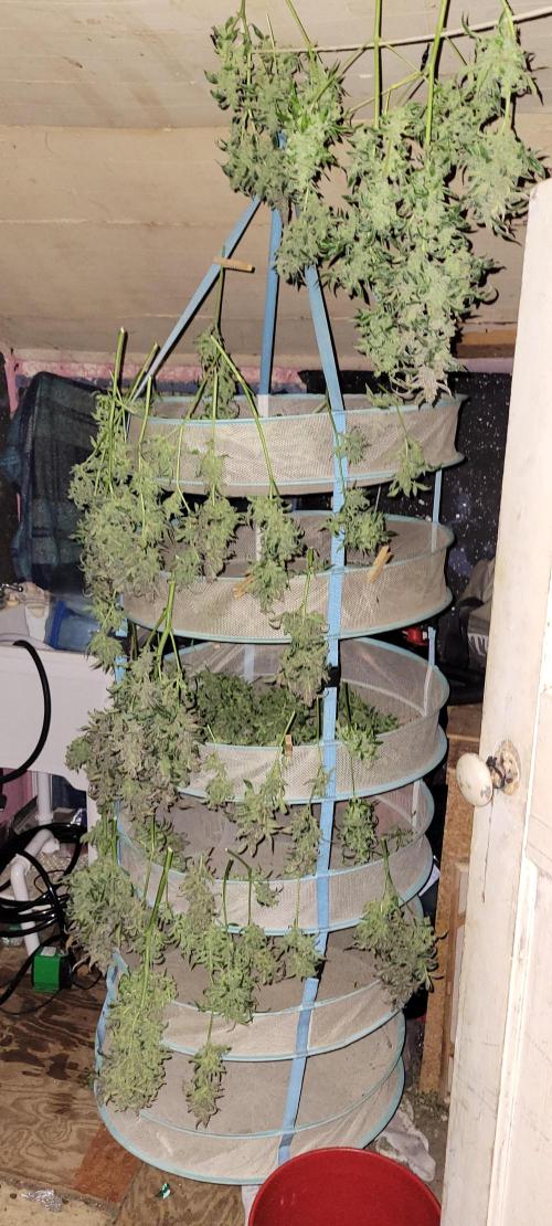 Critical and northern lights. Week 12
