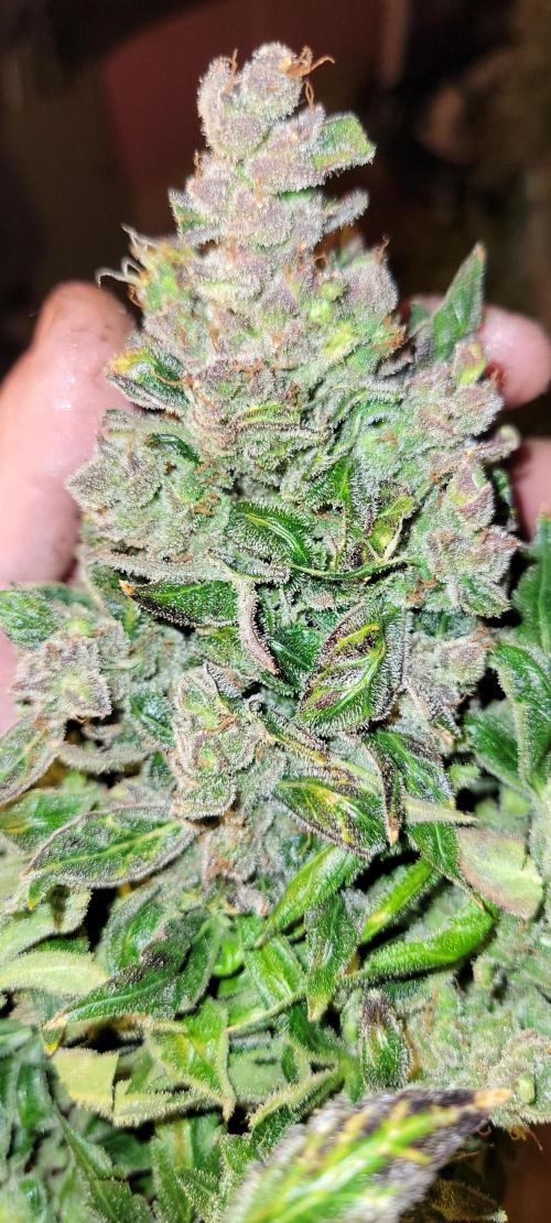 Critical and northern lights. Week 12