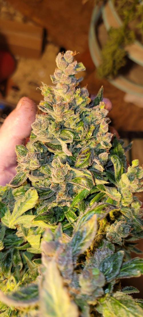 Critical and northern lights. Week 12