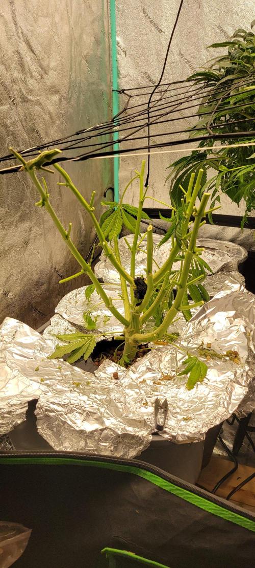 Critical and northern lights. Week 12