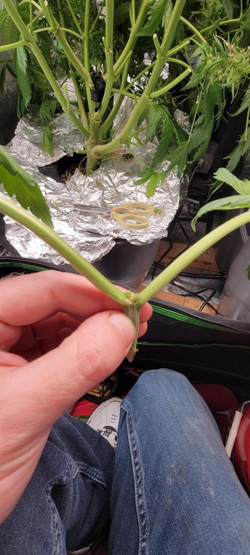 Critical and northern lights. Week 12