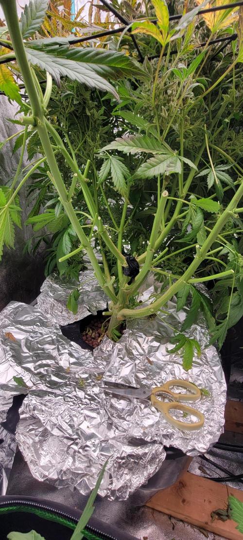 Critical and northern lights. Week 12
