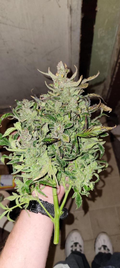 Critical and northern lights. Week 12