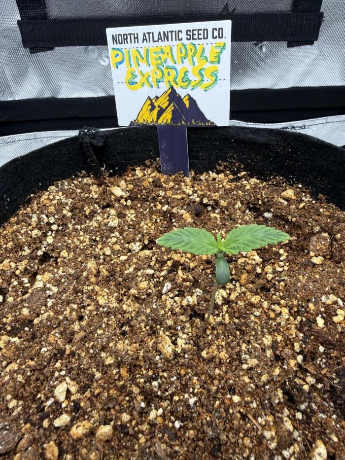 Pineapple Express Auto. Week 0 - 7 days after sprout