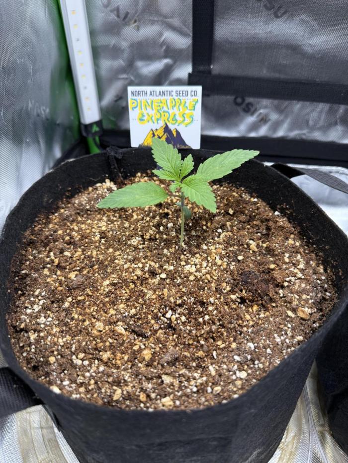 Pineapple Express Auto. Week 2